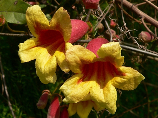 {Bignonia capreolata}